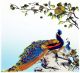 PEACOCK CARD