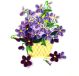 VIOLET CARD