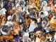 DOG COLLAGE PZ 300 PC