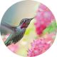 HUMMINGBIRD CC