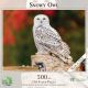 SNOWY OWL 500PC PZ